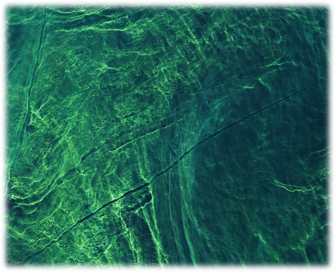 Aerial view of a dense green algal bloom covering the surface of a water body