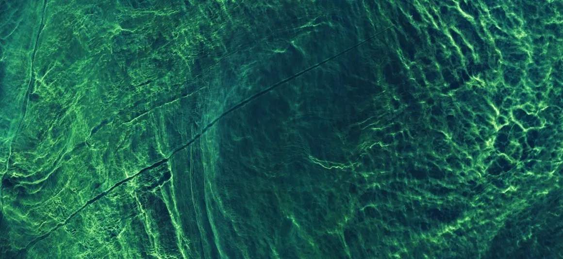 Aerial view of a dense green algal bloom streaking across open water