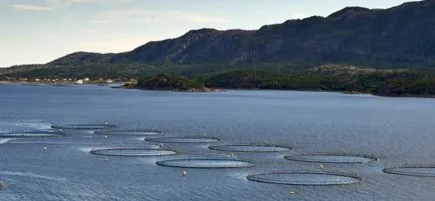 Circular aquaculture pens moored in a sheltered coastal inlet